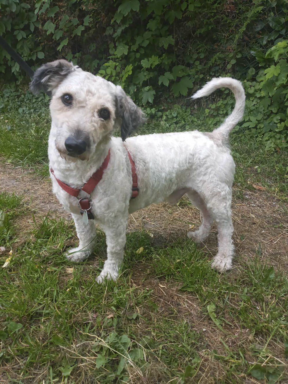 Buba sucht seine Familie.