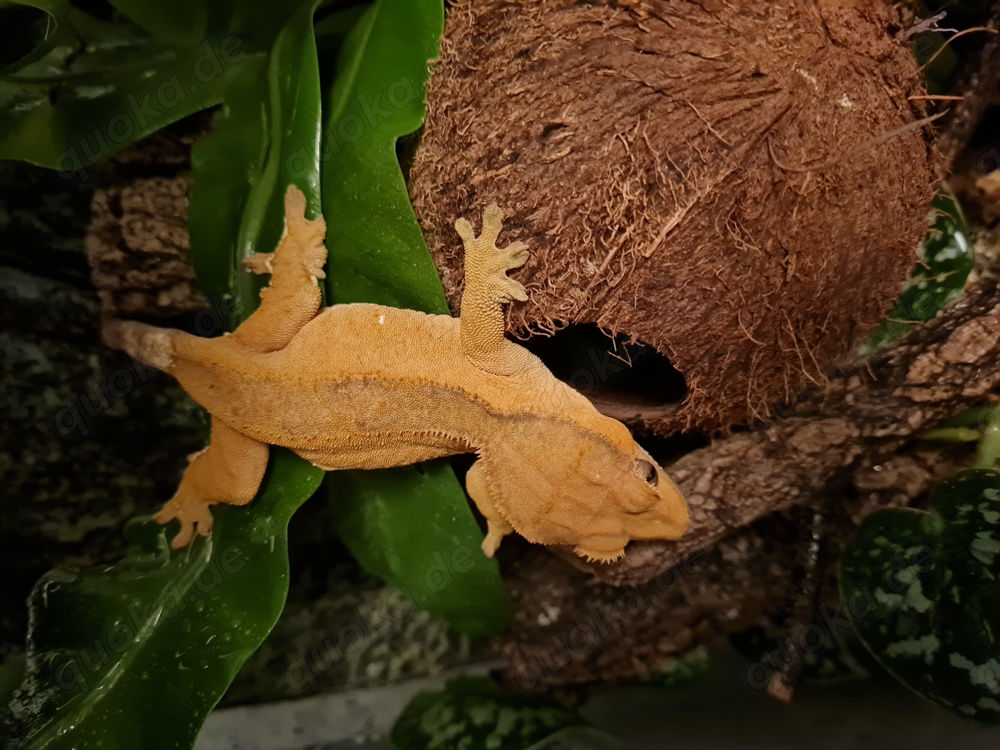 Kronengeckos adult, ein Männchen ein Weibchen