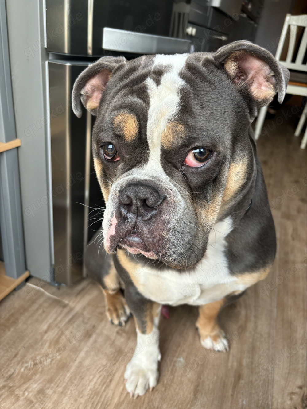 New English Bulldog deckrüde