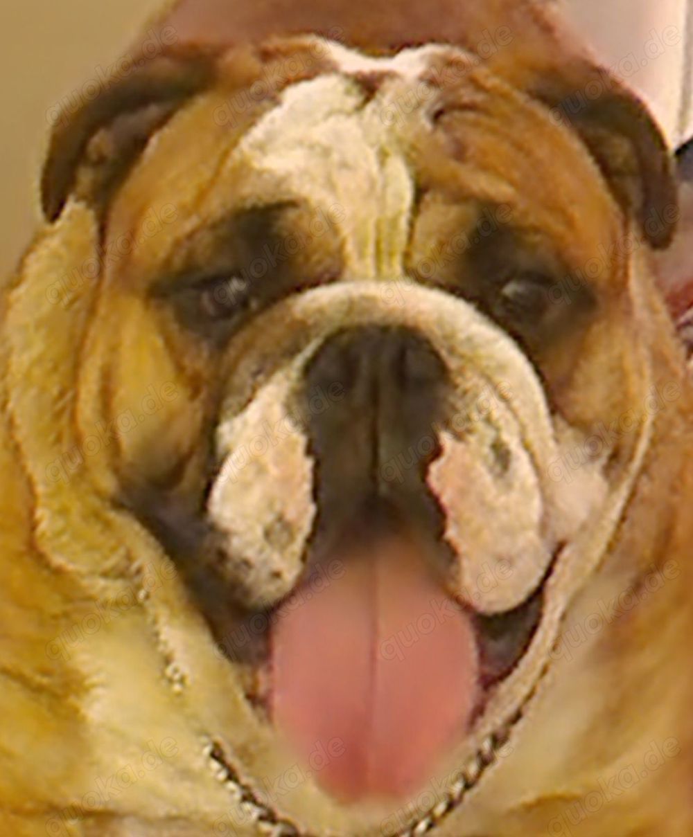 English Bulldog Deckrüde