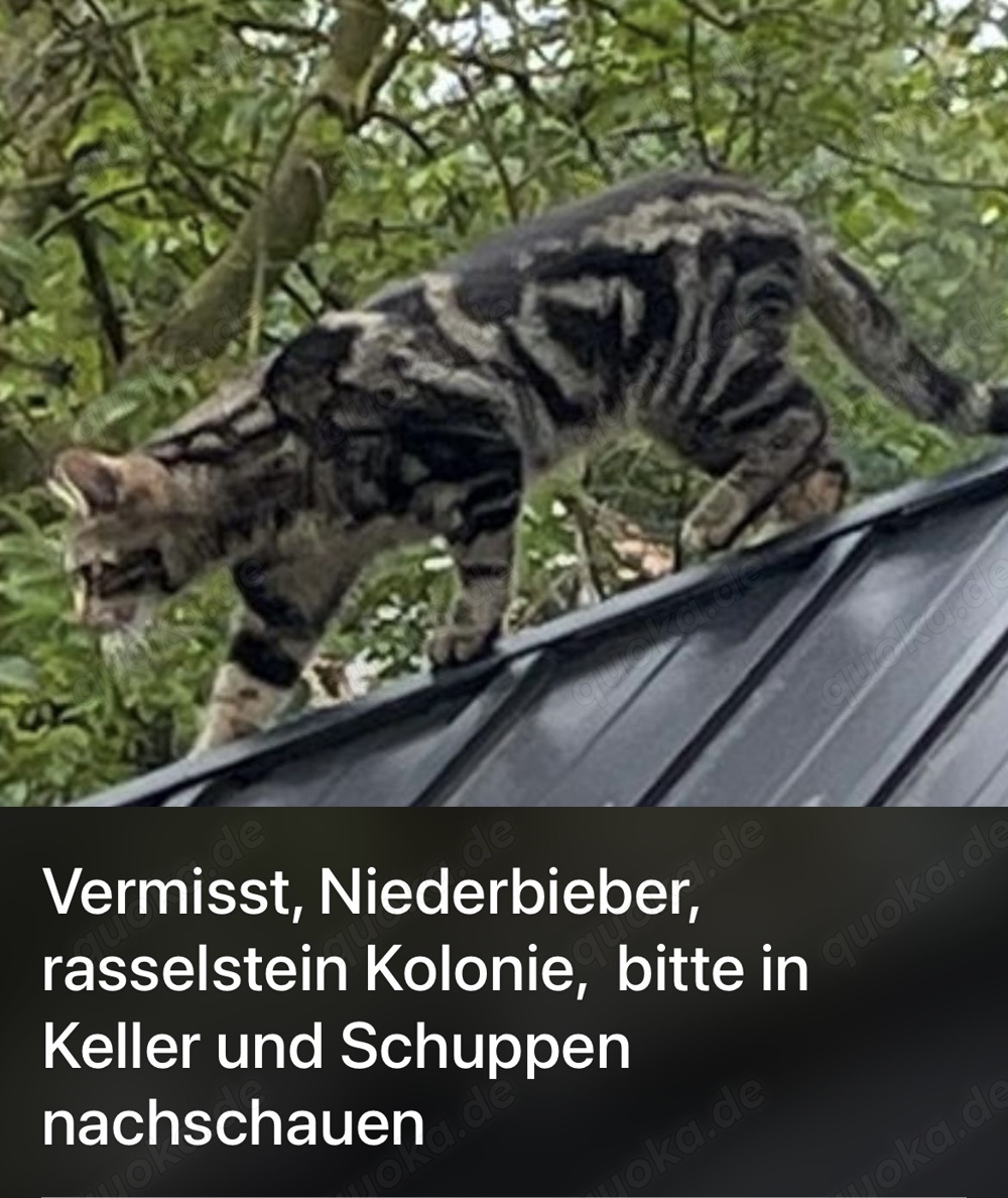 Kater vermisst entlaufen Katze gestohlen