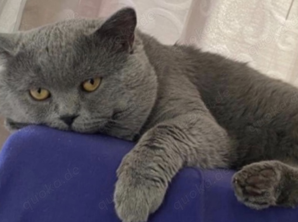 Deckkater Bkh im Blau 