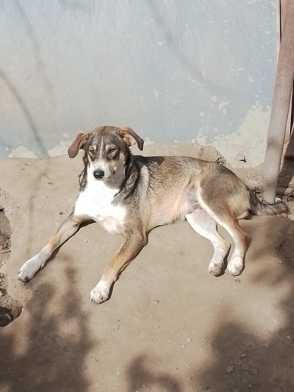 GANDALF - braucht ein eigenes Körbchen (wartet in Rumänien)