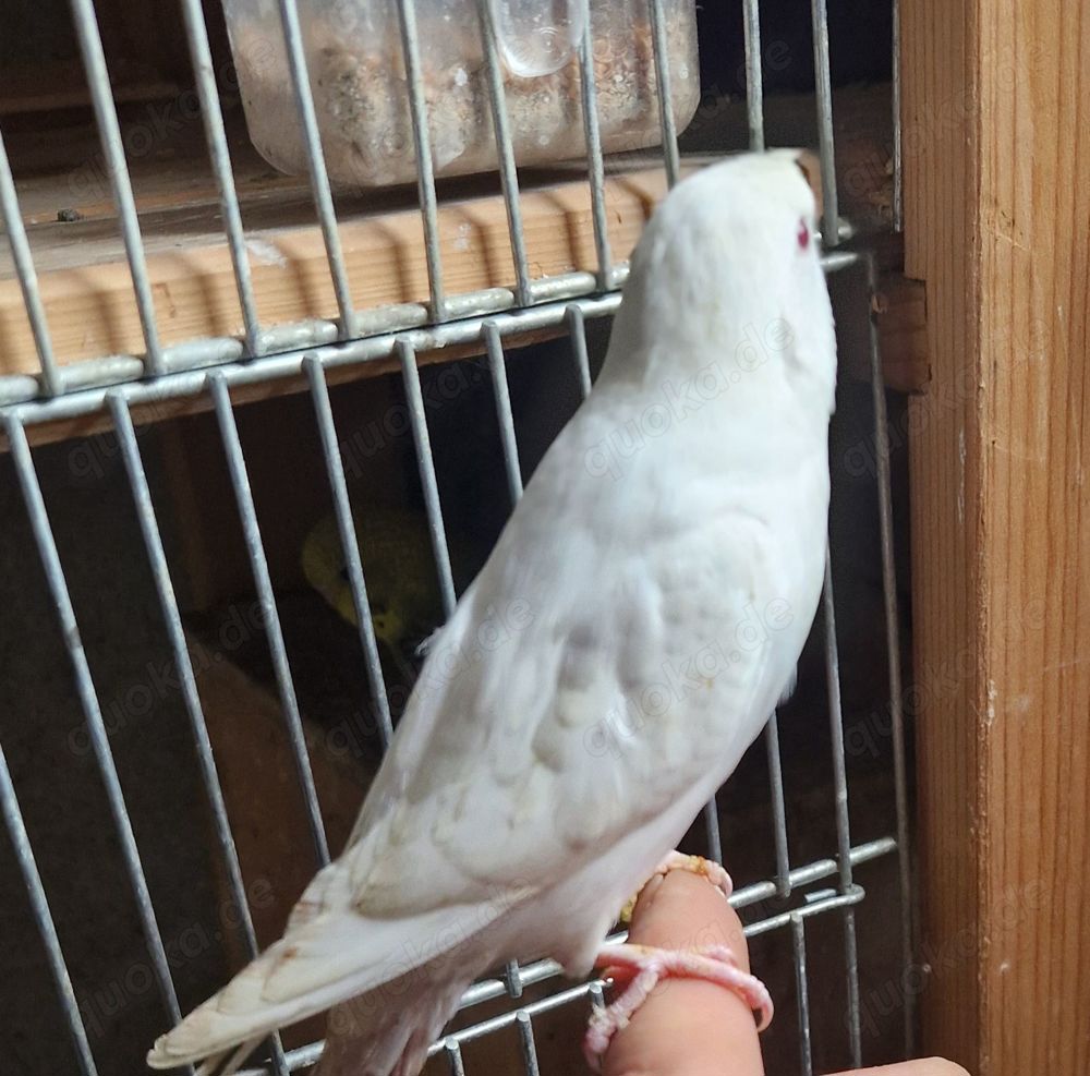 Standard und normale Wellensittich 