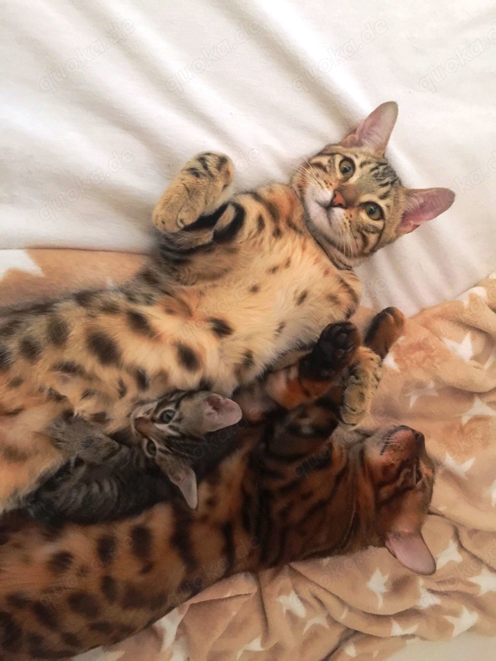 Bengal Siam Mix jungen Katzen, "King" und Co