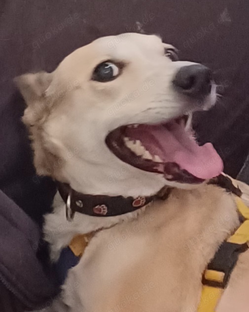 Lilly, a.d.Tierschutz, sucht Herzensmenschen 