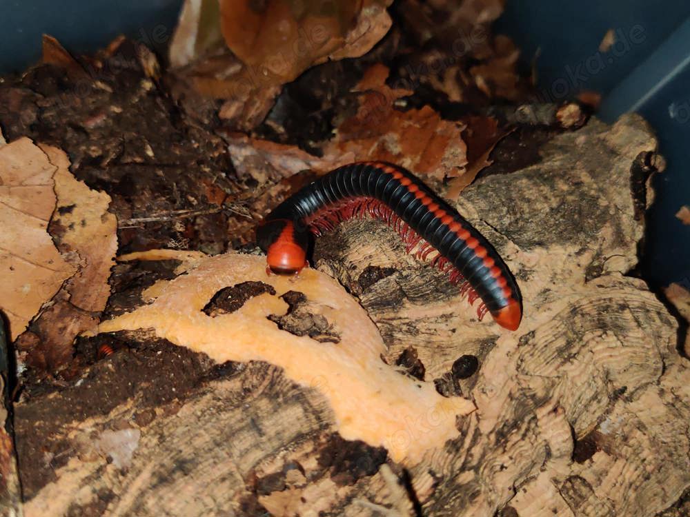 Xenobolus carnifex - Tausendfüßer - Asseln - Terrarium