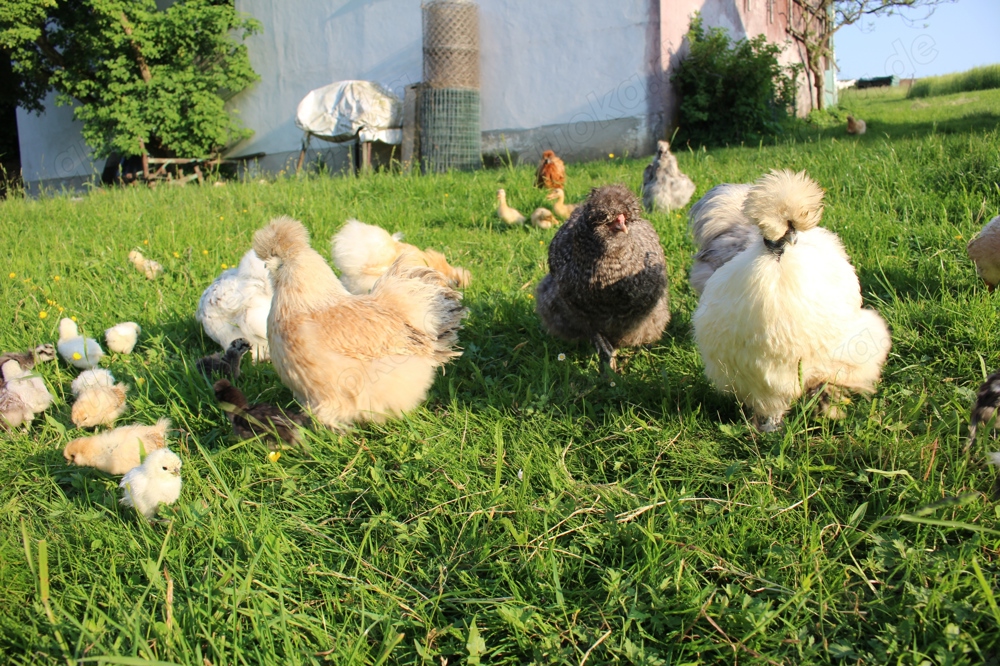 Bruteier von super flauschigen Zwergseidenhühner alle Farben