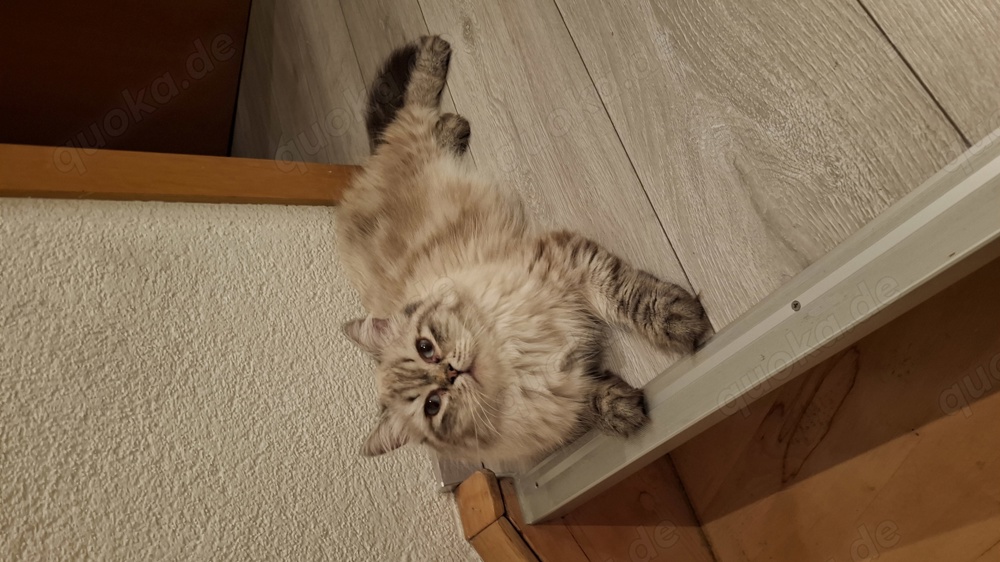 Deckkater Sibirische Katze mit blauen Augen