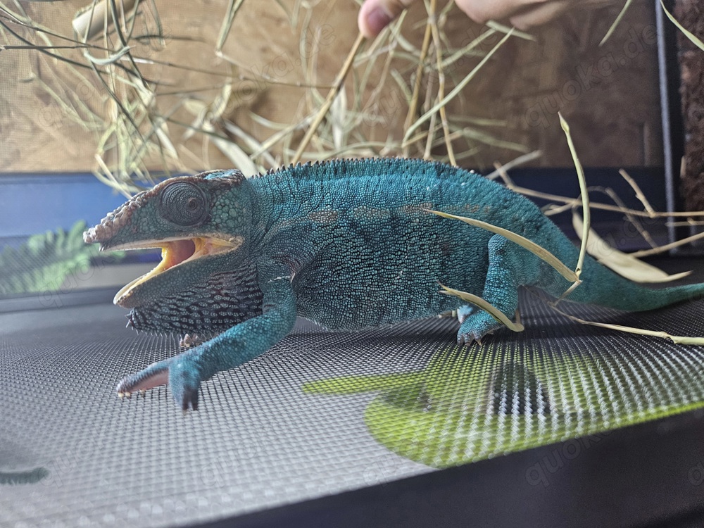 Furcifer Pardalis Nosy Be Pantherchamäleon