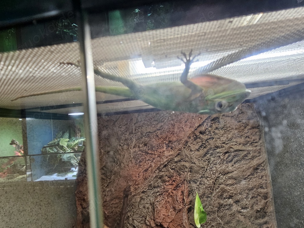 Ritteranolis Pärchen (Anolis Equestries)