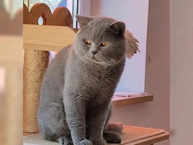 BKH Deckkater mit Stammbaum und mit Erfahrung ! ! !