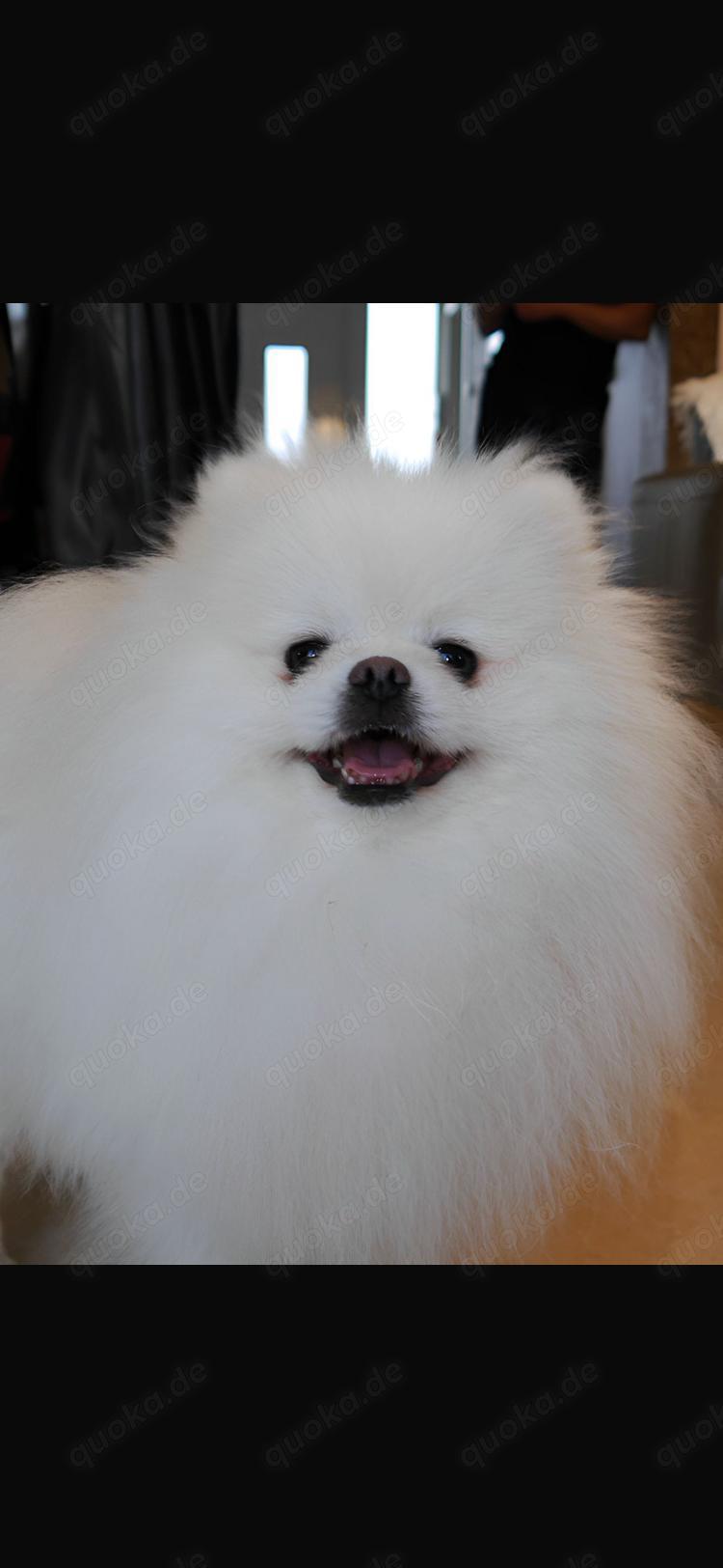 Deckrüde Spitz Zwergspitz Pomeranian SCHNEE WEISS (kein Verkauf)