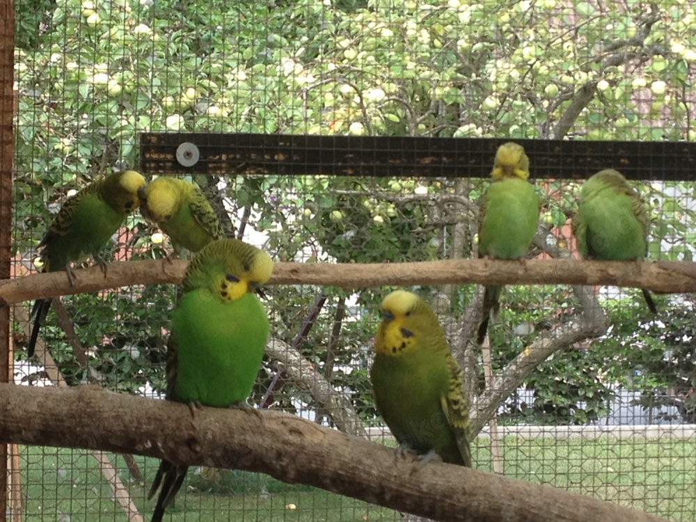 Nestjunge Wellensittiche zu verkaufen