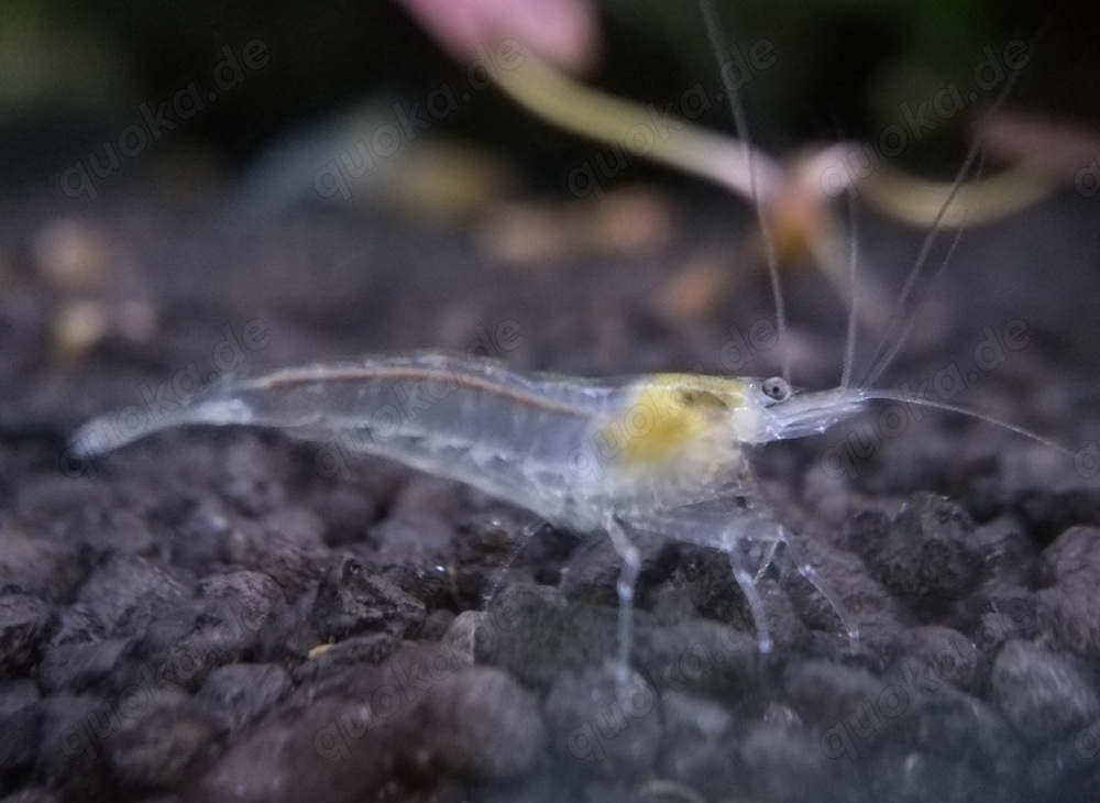 White Pearl Garnelen - Neocaridina palmata - Zwerggarnelen - Nano