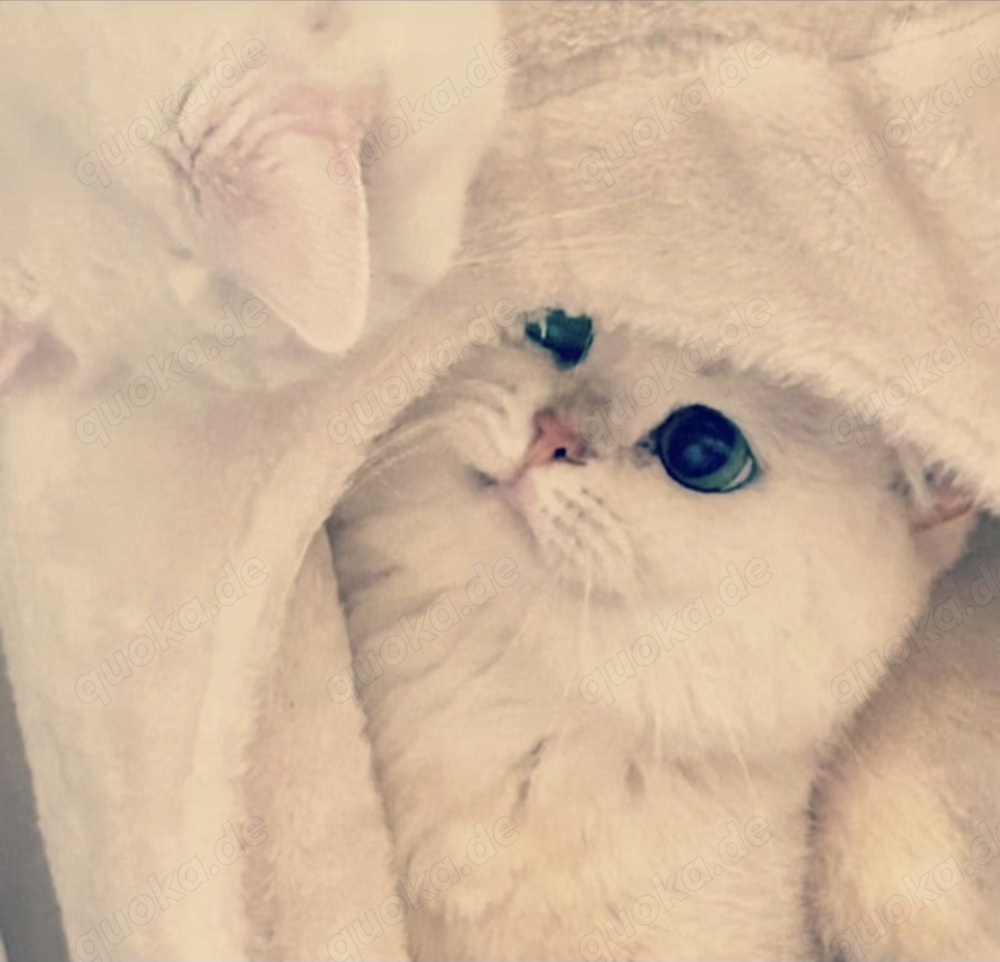 DECKKATER BKH Britische Kurzhaar Kater