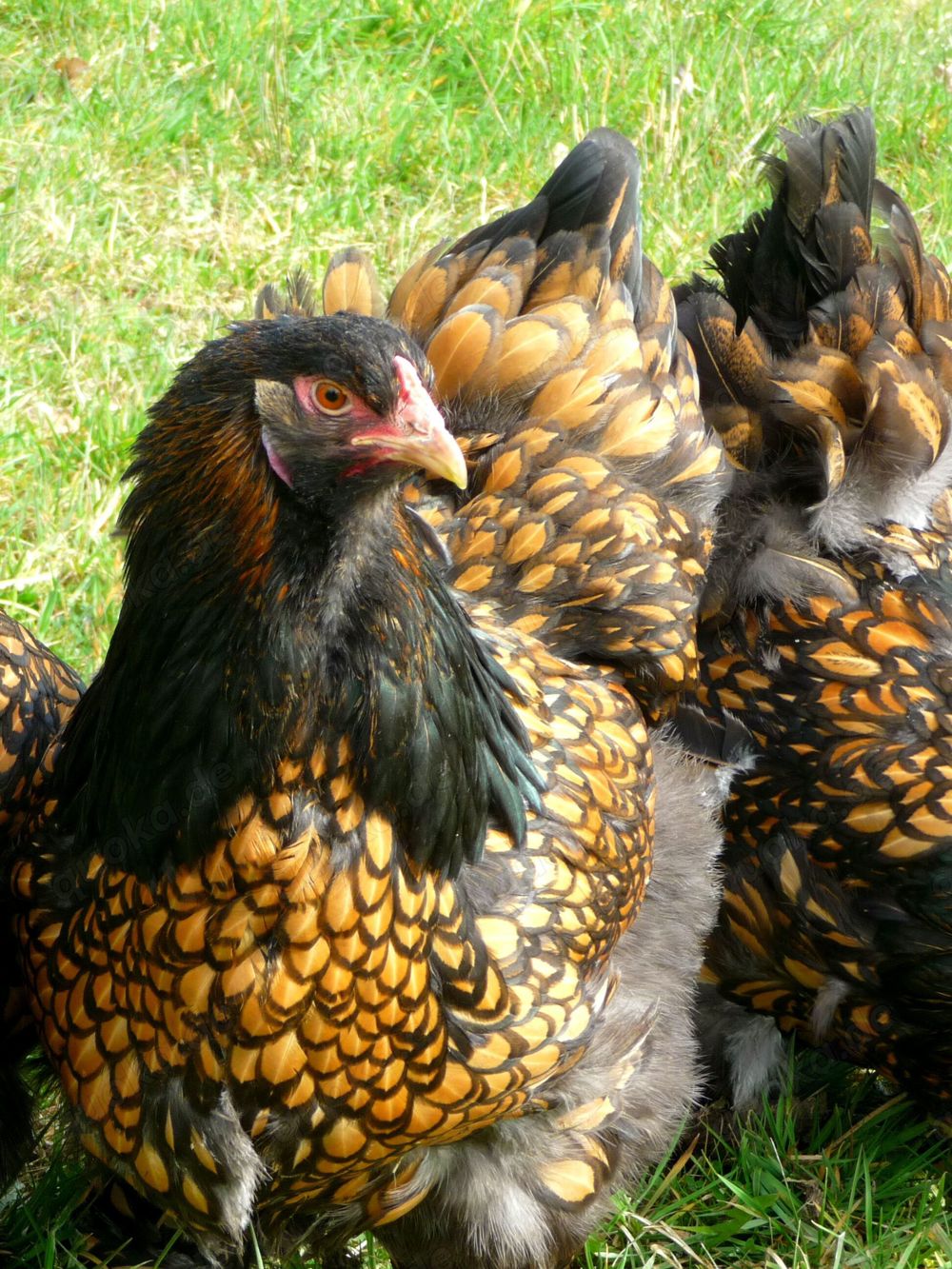 BRUTEIER Brahma gold schwarz gesäumt gsg grosse Rasse  EU CH