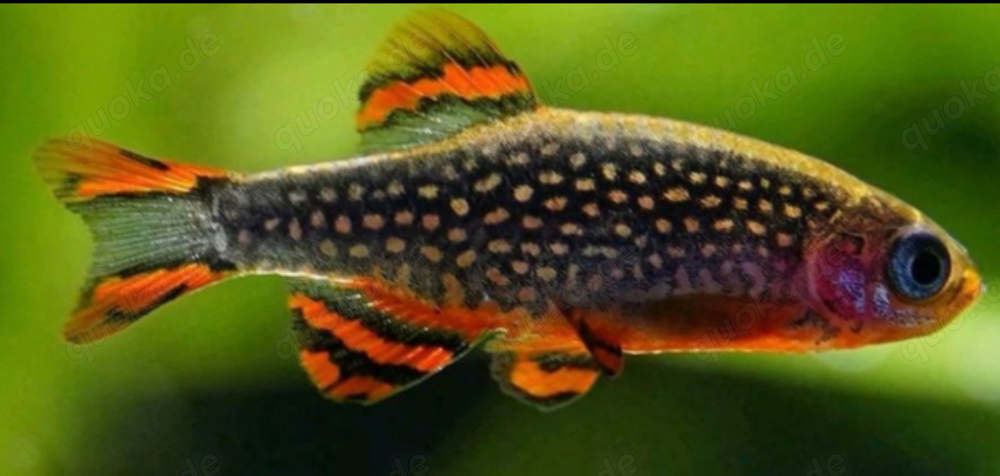 Perlhuhnbärbling Microrasbora sp. Galaxy Fische Nano VK