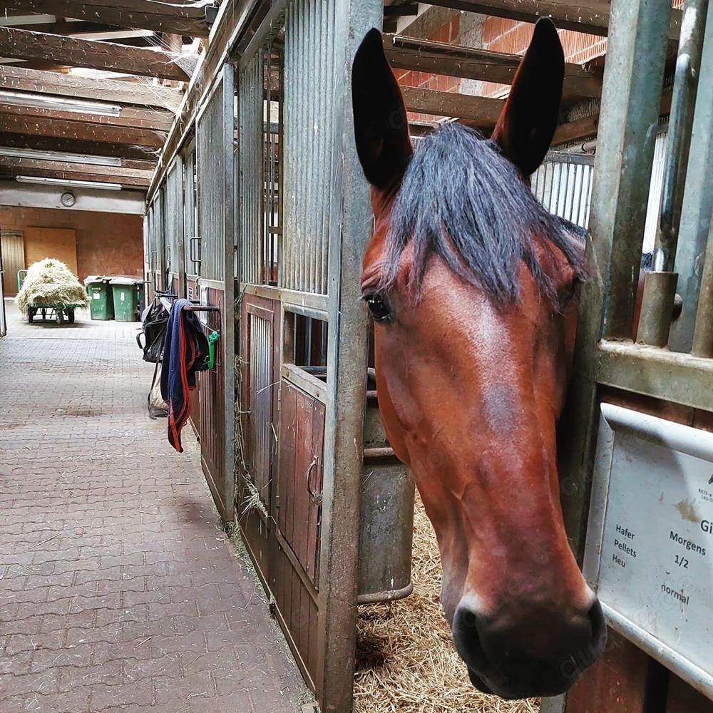 Box mit Matschpaddock und Koppelanteil