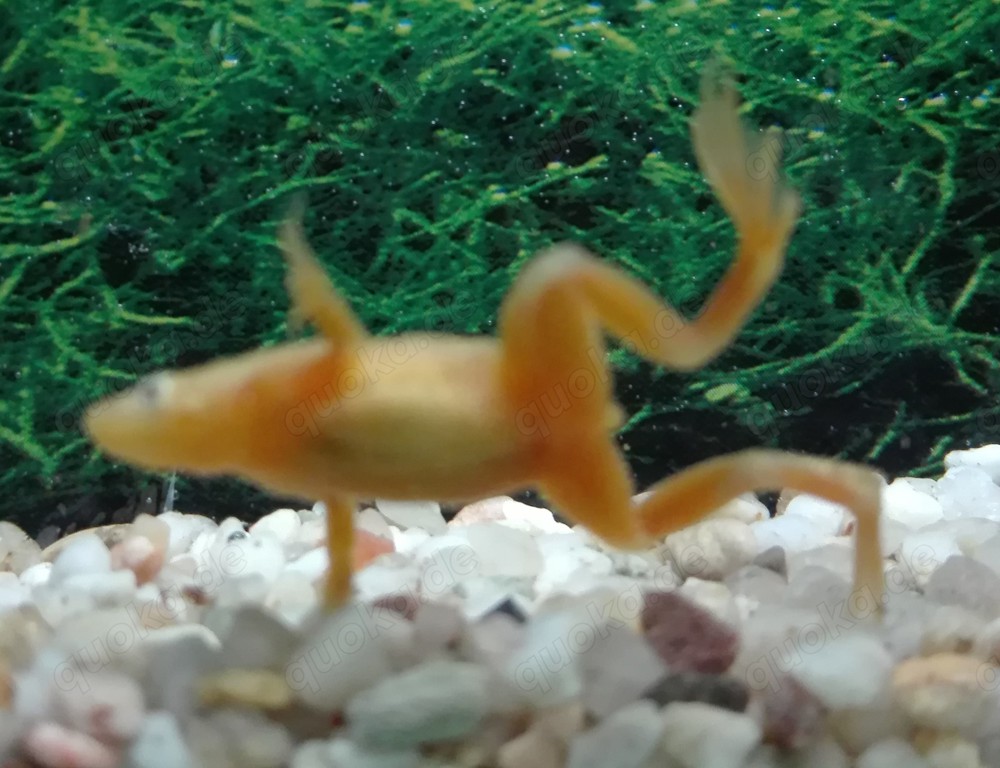 Zwergkrallenfrosch gold