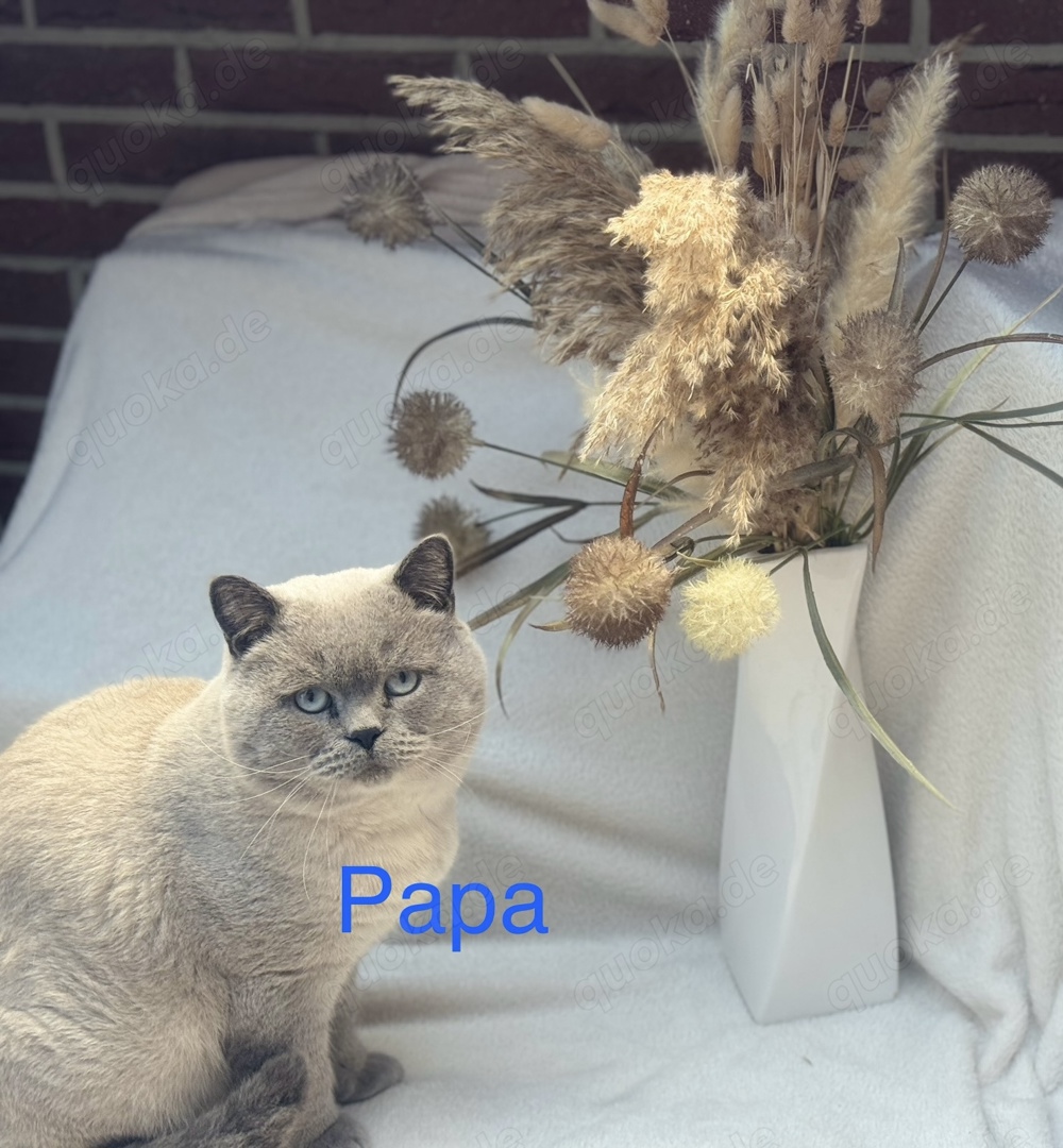 BKH Deckkater Blue Point 