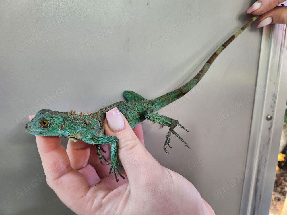 Grüner Leguan (Iguana Iguana) in grün rot und blau  