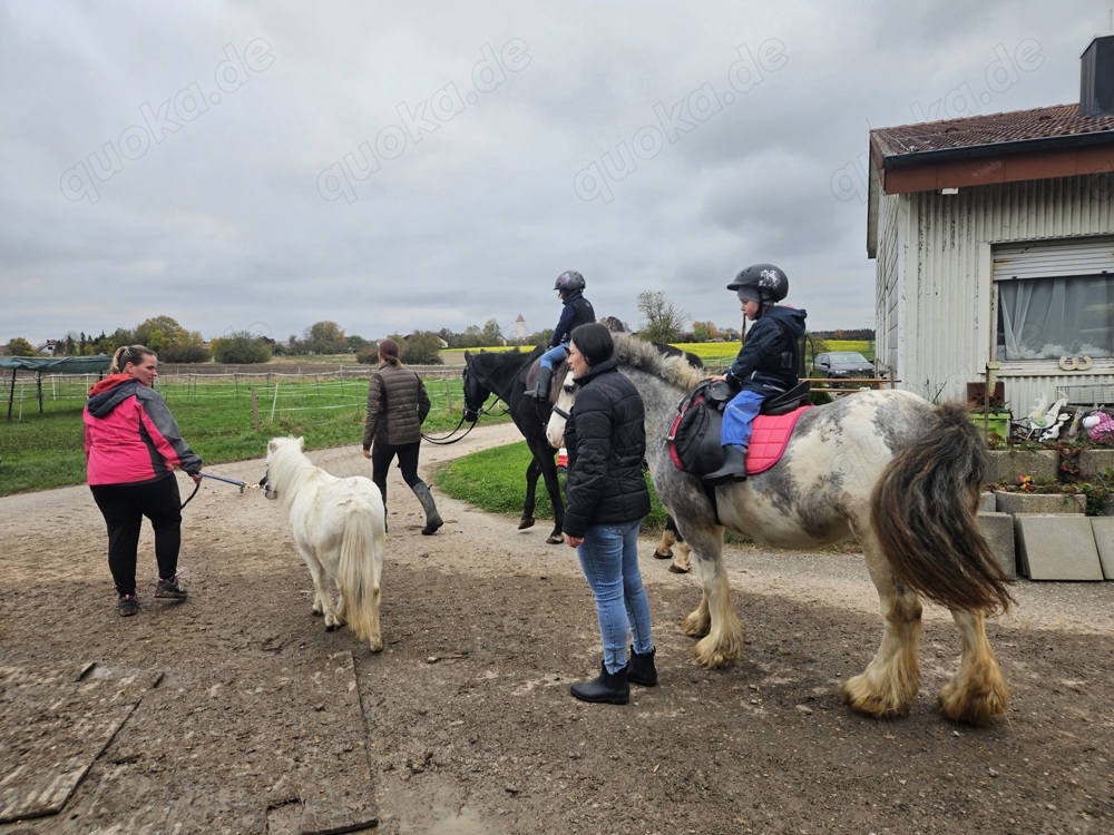 reitbeteiligungen gesucht reitbeteiligungen gesucht