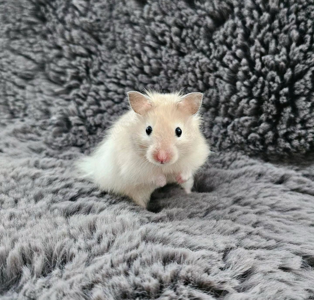 Teddyhamster Goldhamster Campbell Zwerghamster Babyhamster