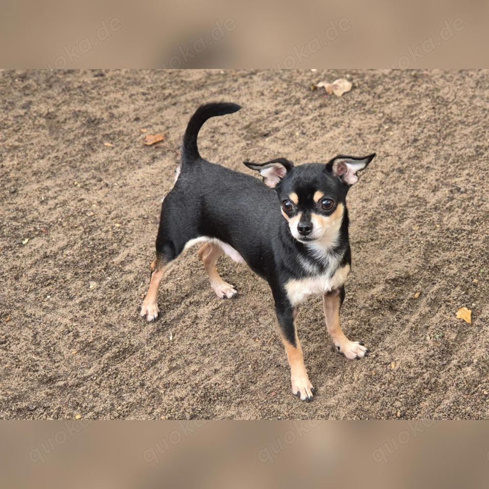 Wunderschöner Chihuahua Deckrüde