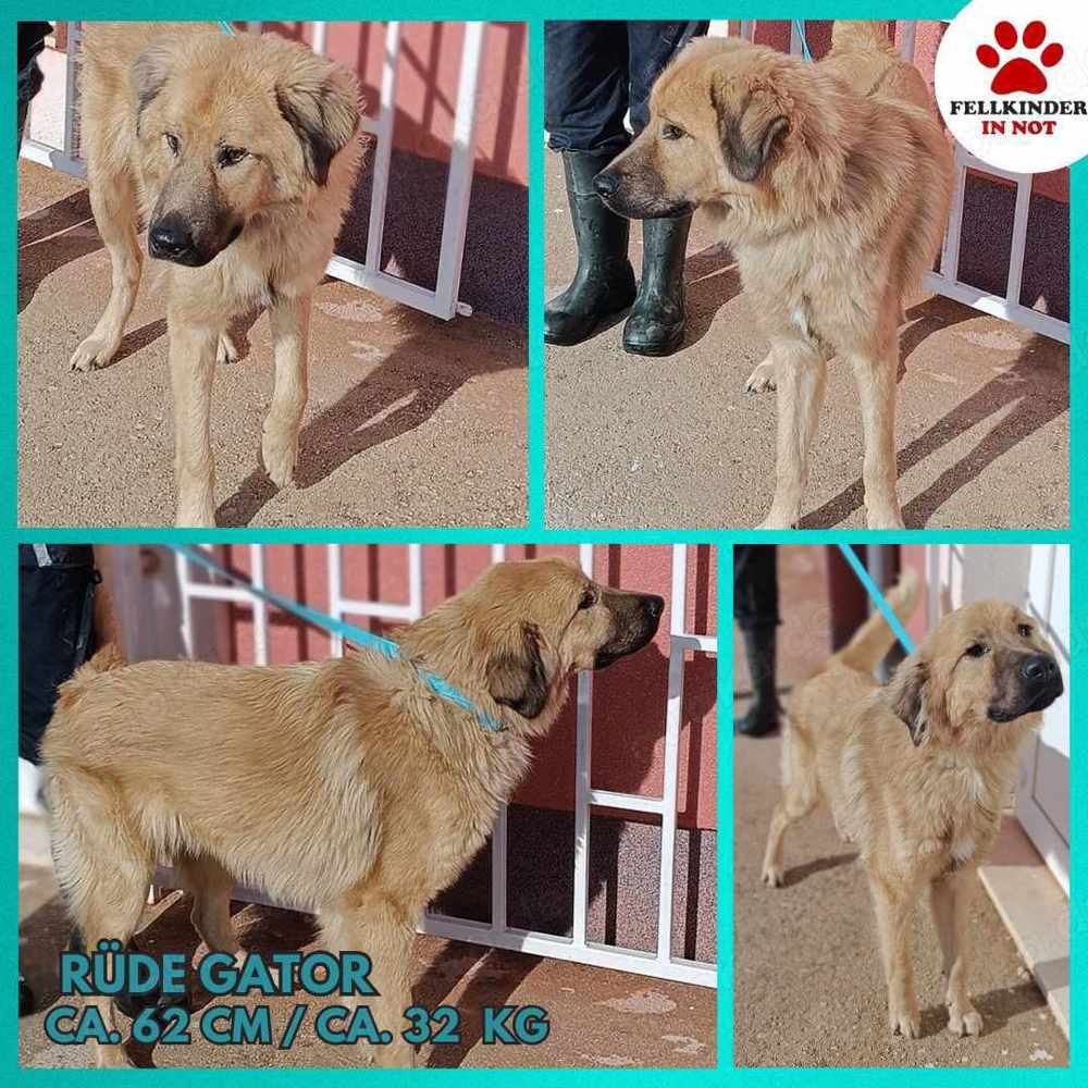 Gator Kangal Mischling Rüde Junghund sucht Zuhause oder Pflegestelle