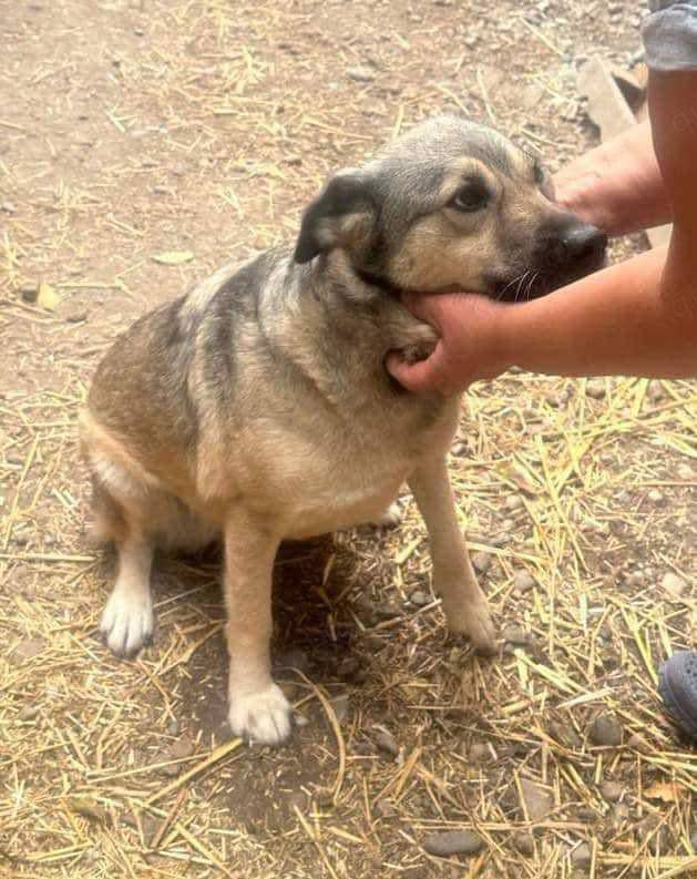 Vida sucht ein Zuhause 