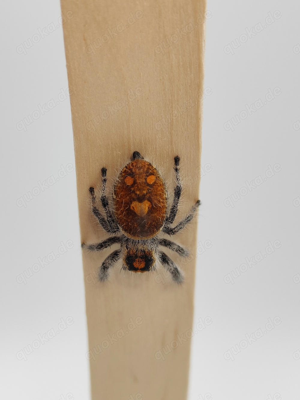 Phidippus regius "Everglades" Springspinnen 