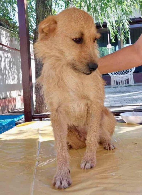 Missy - sanfte, liebe Schmusemaus sucht ihr Zuhause Missy - sanfte, liebe Schmusemaus sucht ihr Zuhause