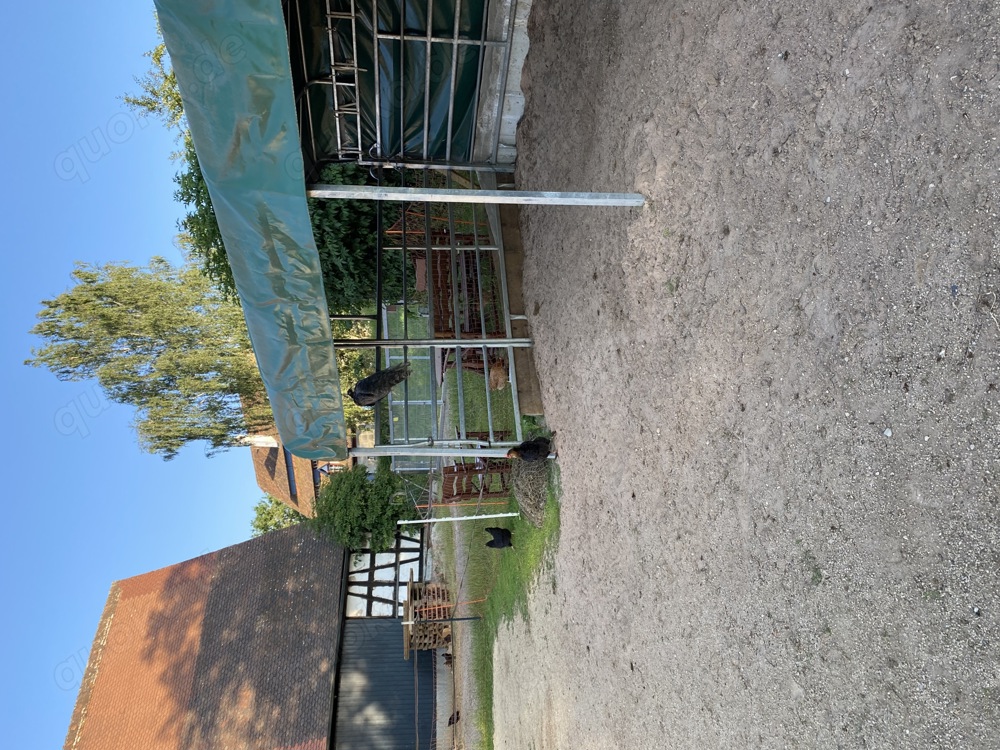 Platz im Offenstall frei 