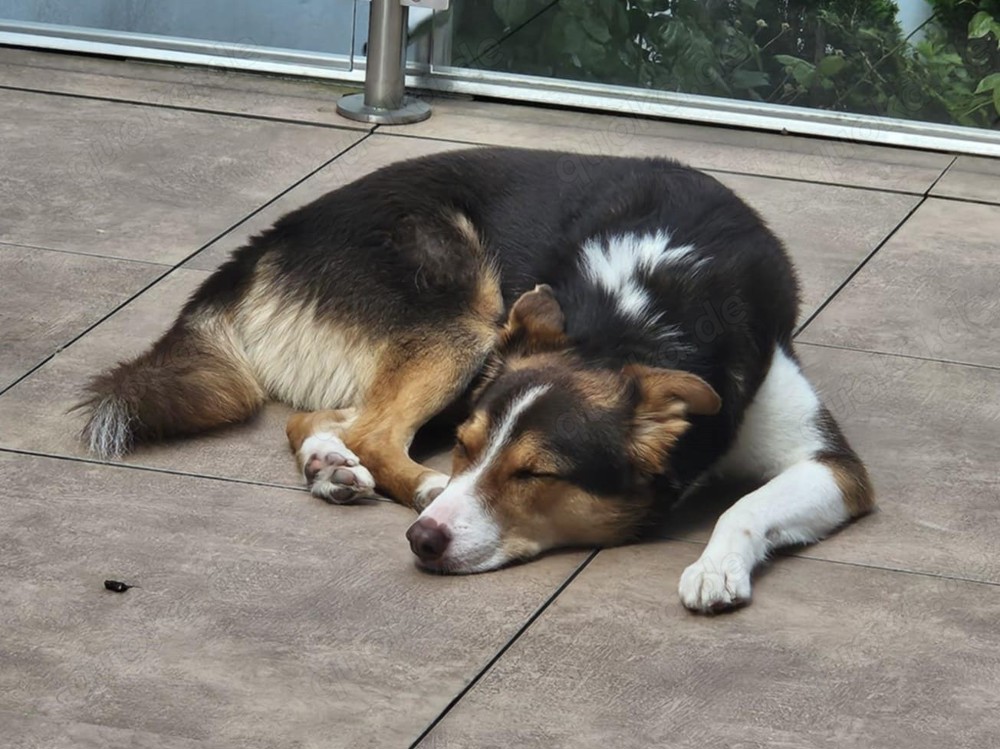 Carlos sucht sein perfektes Match-wartet in PLZ 49143 Bissendorf