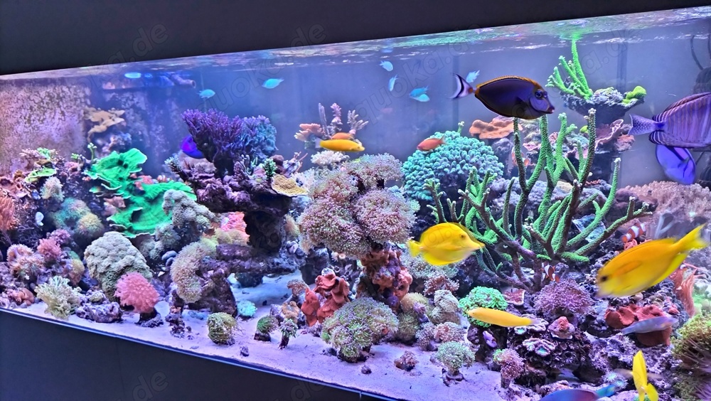 Meerwasser Korallen für Anfänger oder für Erstbesatz