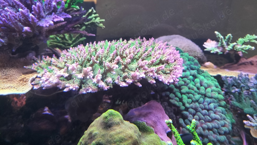 Meerwasser Acropora Mango garden