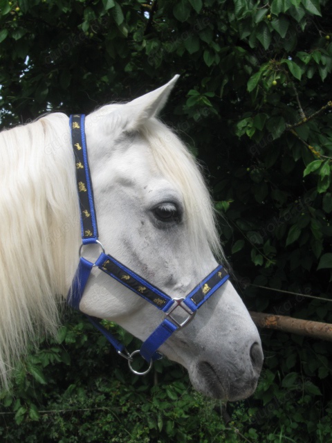  Nylon-Halfter mit Applikationen Gr. Cop oder Full diverse Farben 