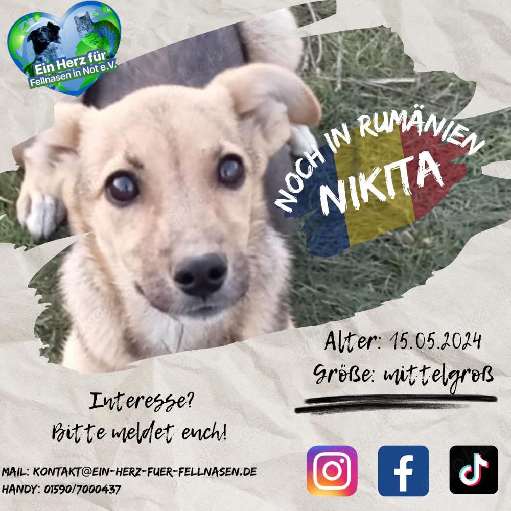 zuckersüße Nikita sucht Körbchen