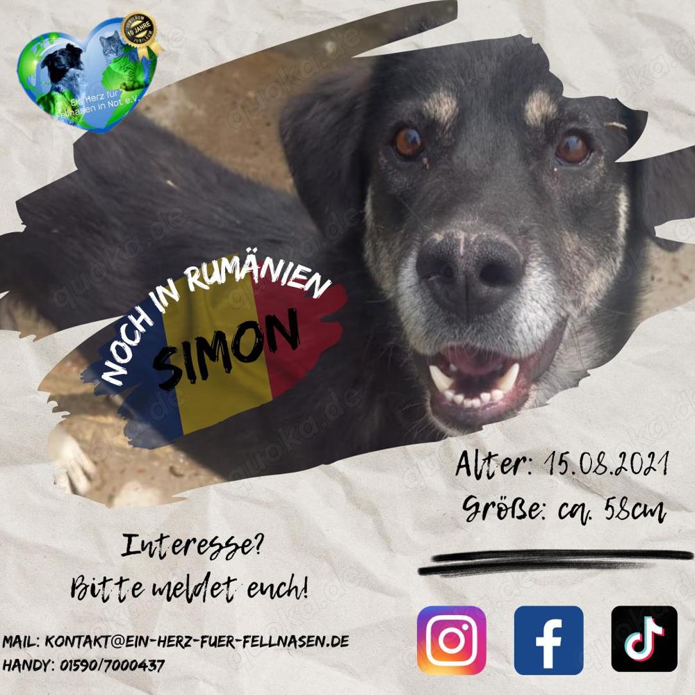 Simon - war schon vermittelt und wurde wieder abgegeben