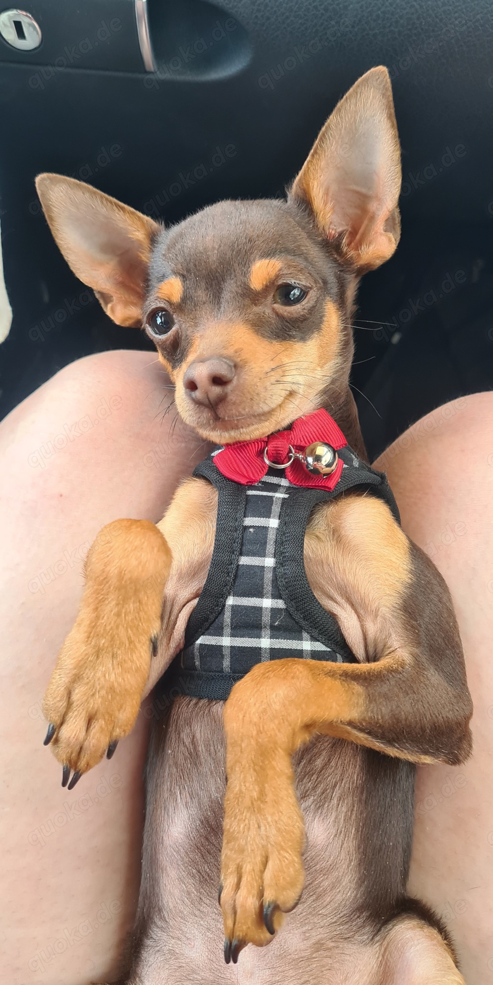 Prager Rattler Russischer Toy Deckrüde