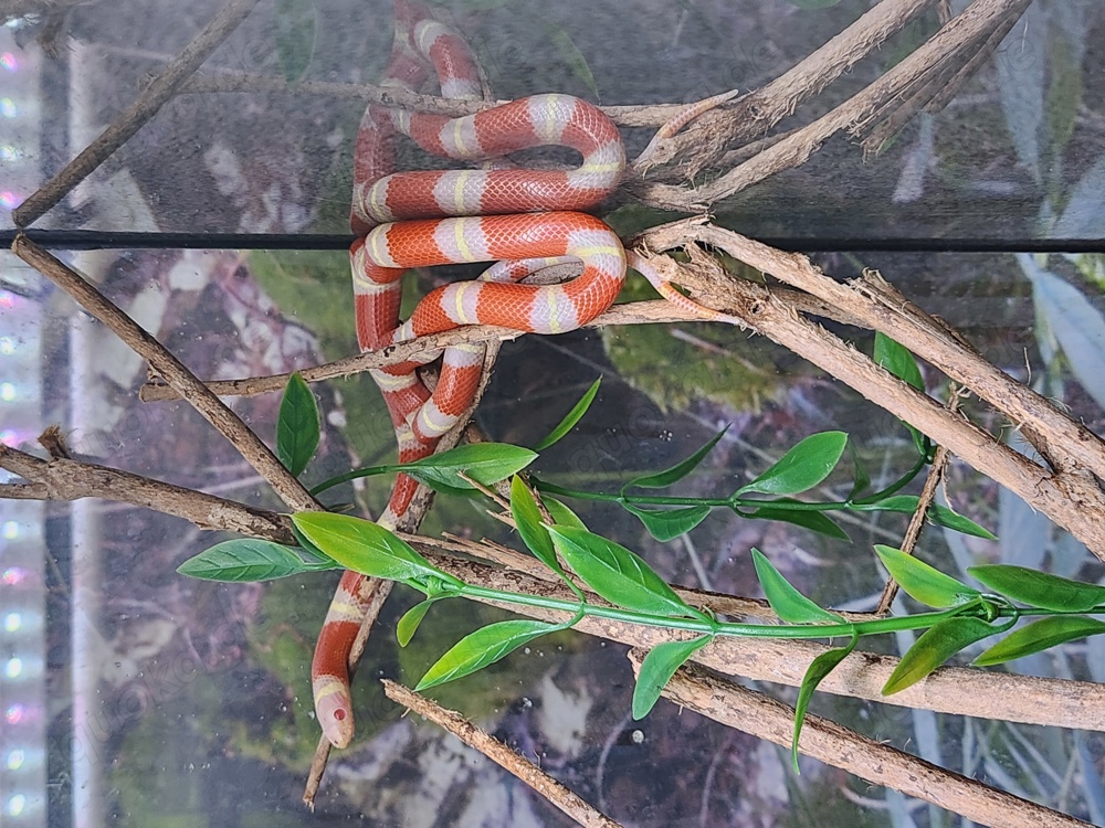 Lampropeltis Nelsoni Albino Weibchen