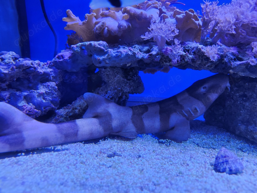 Braungebänderter Bambushai