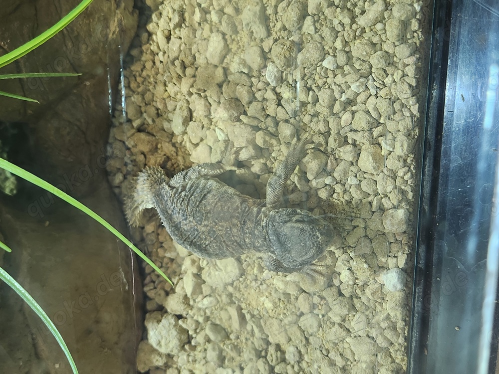 Uromastyx Nigriventris 