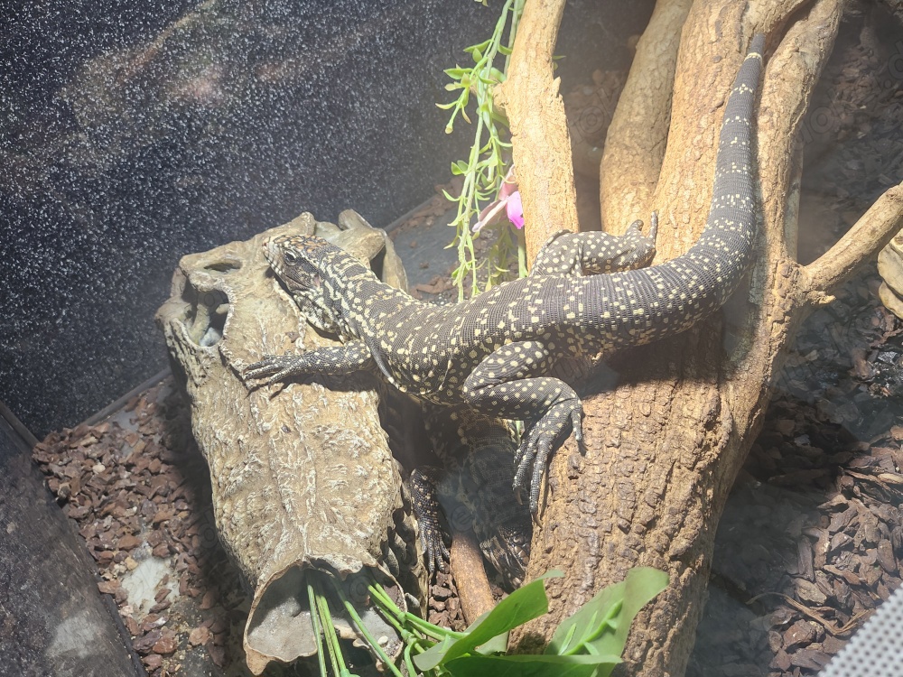 Schwarz-Weißer Teju