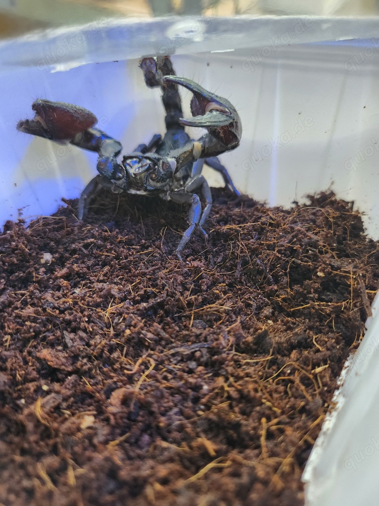 Heterometrus petersii
