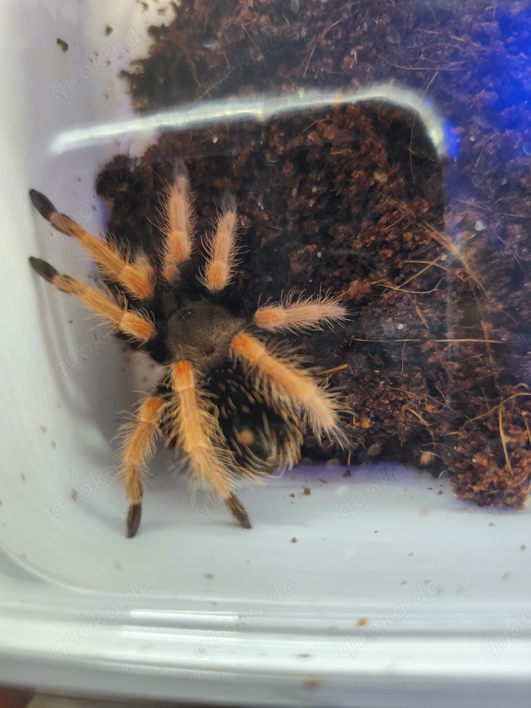Brachypelma Böhmi