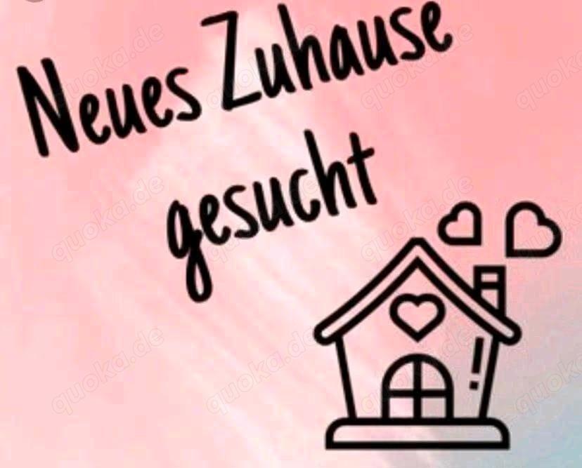 Familie sucht ab Mitte 2025 oder auch früher .... neues Zuhause
