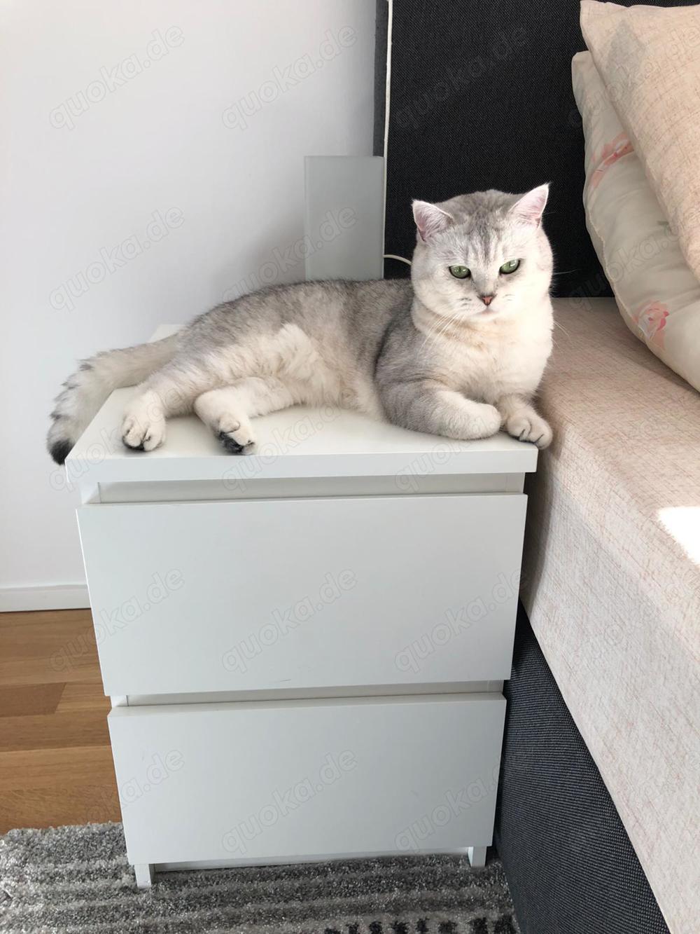 Deckkater - BKH Silver Tabby Shaded - Blutgruppe B