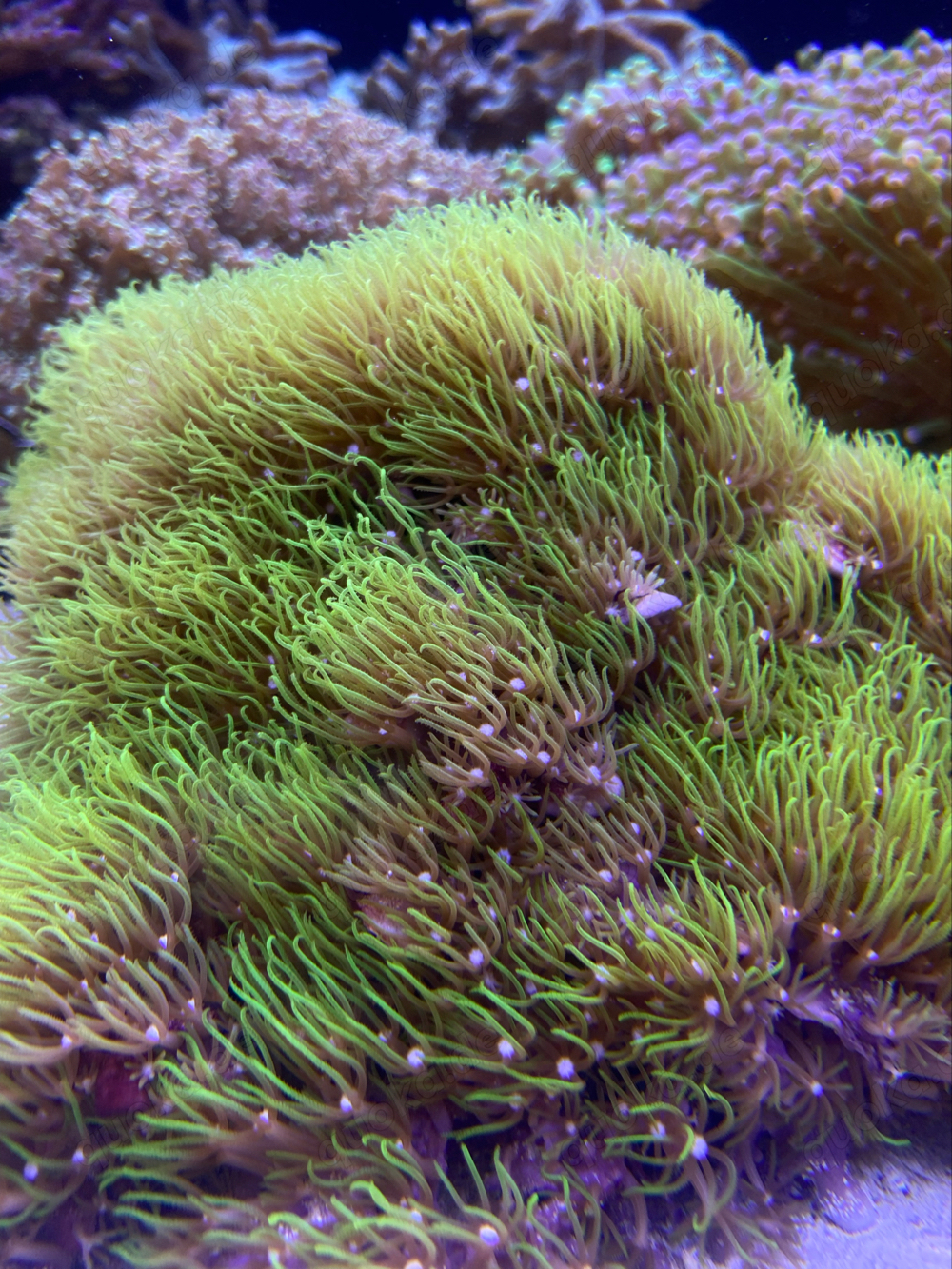 pachyclavularia KEIN Affenhaar!Koralle Meerwasser 